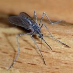 How Rain Might Be Keeping Mosquitoes at Bay