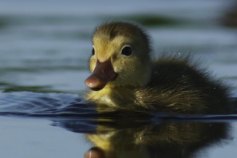 Dive Into the World of Ducks