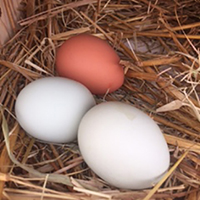 Eggs2