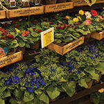 Join us at Garden Expo