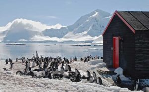 New Nature: Penguin Post Office