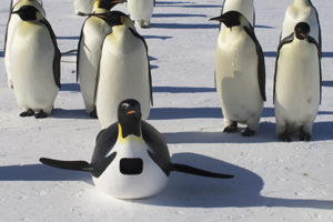 Penguins, submarines and spies: New ‘Nature’ Special