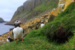 Puffin-opolis: Explore Animal Cities with ‘Nature’