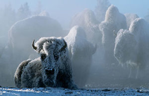 Spend This Christmas in Yellowstone