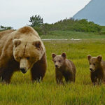 Alaskan Bears