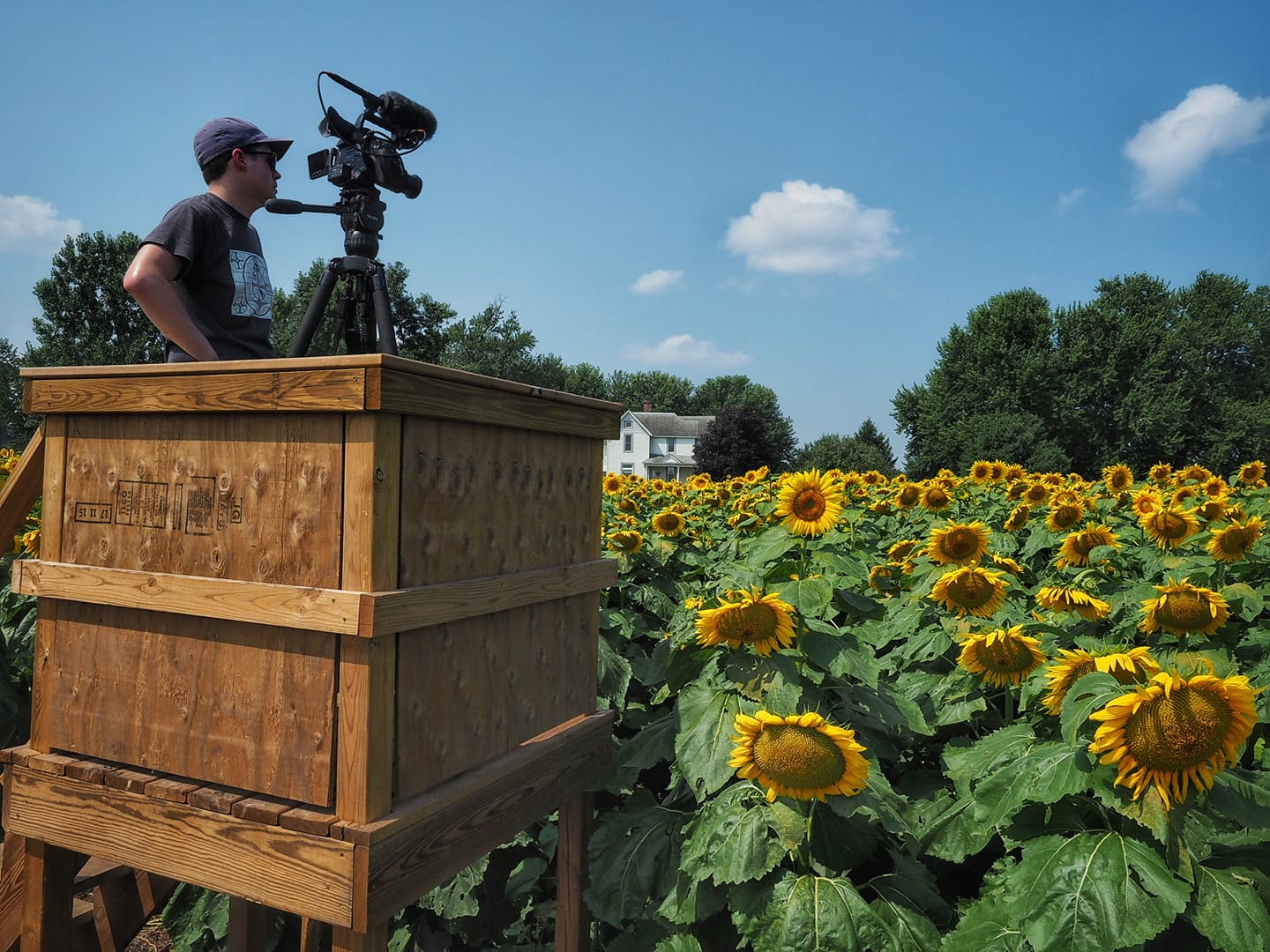 Ryan Ward films a Wisconsin Life story from an observation tower in the middle of a rural sunflower field