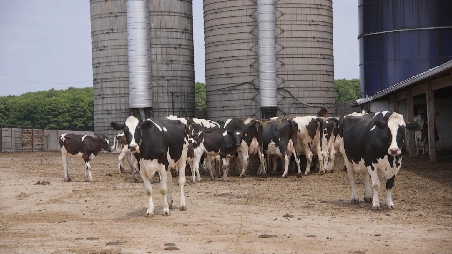 Cows in a Wisconsin farm