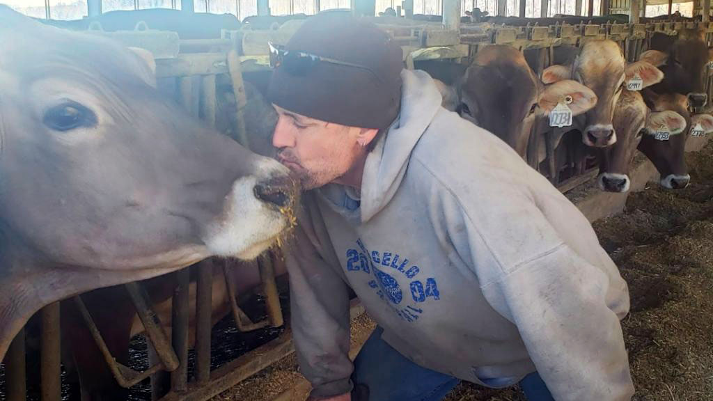 Farmer kissing a dairy cow