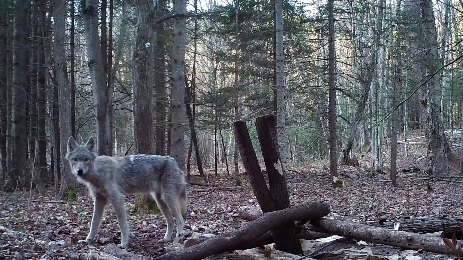 Wolf in profile from still of trail cam