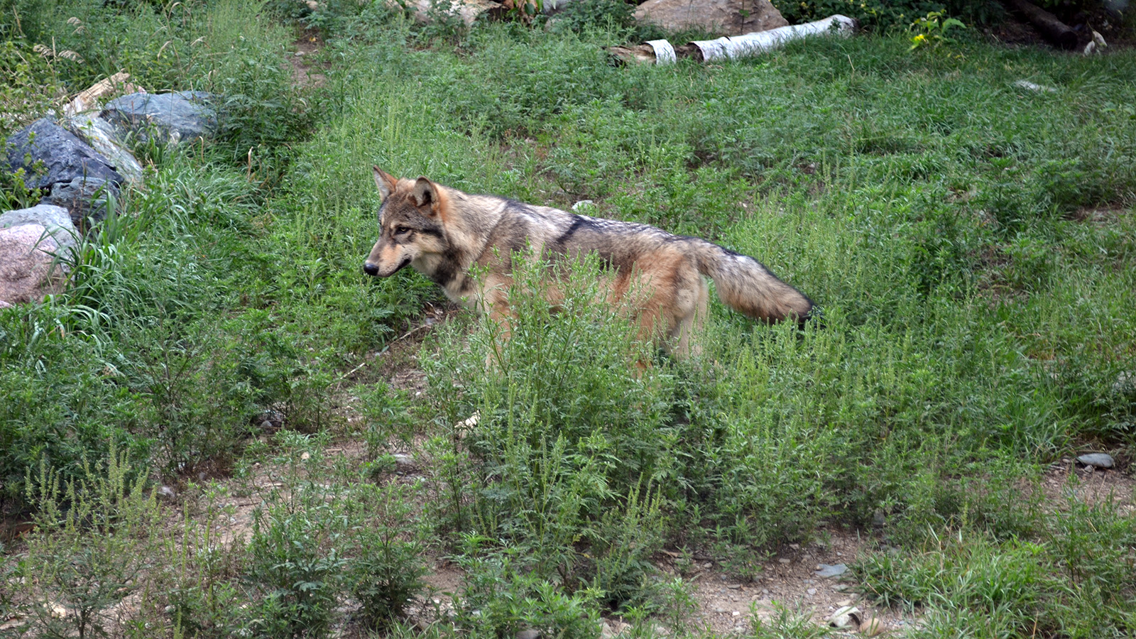 A captive wolf stands in a forest clearing.