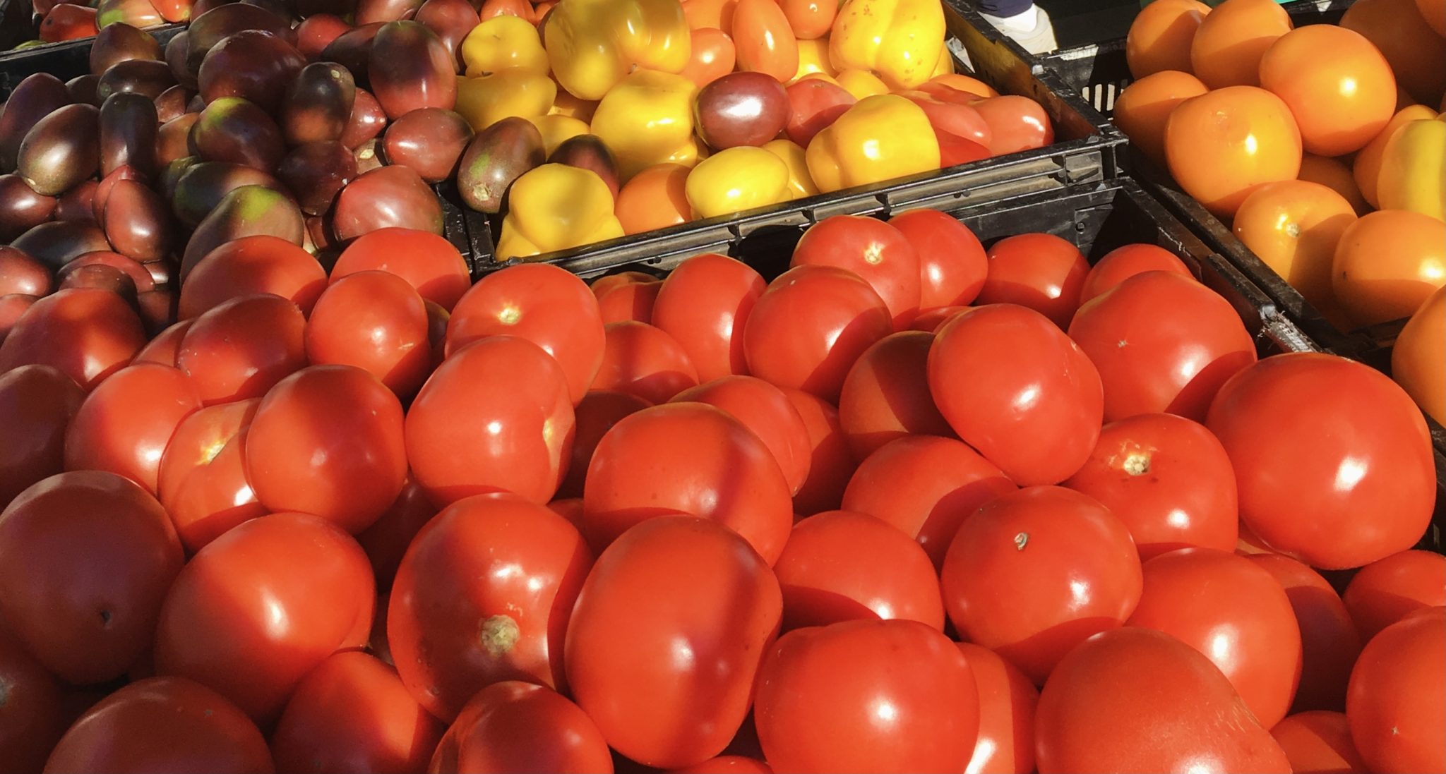 Let's Grow Stuff: Get Ready to Grow Amazing Tomatoes - PBS Wisconsin