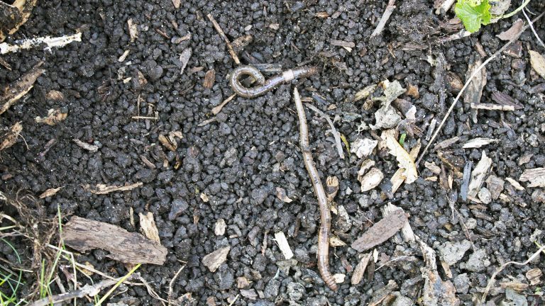 Two jumping worms sit atop granular soil.