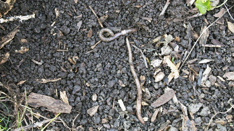 Jumping Worms Are Eating — And Altering — Wisconsin's Forest and Garden