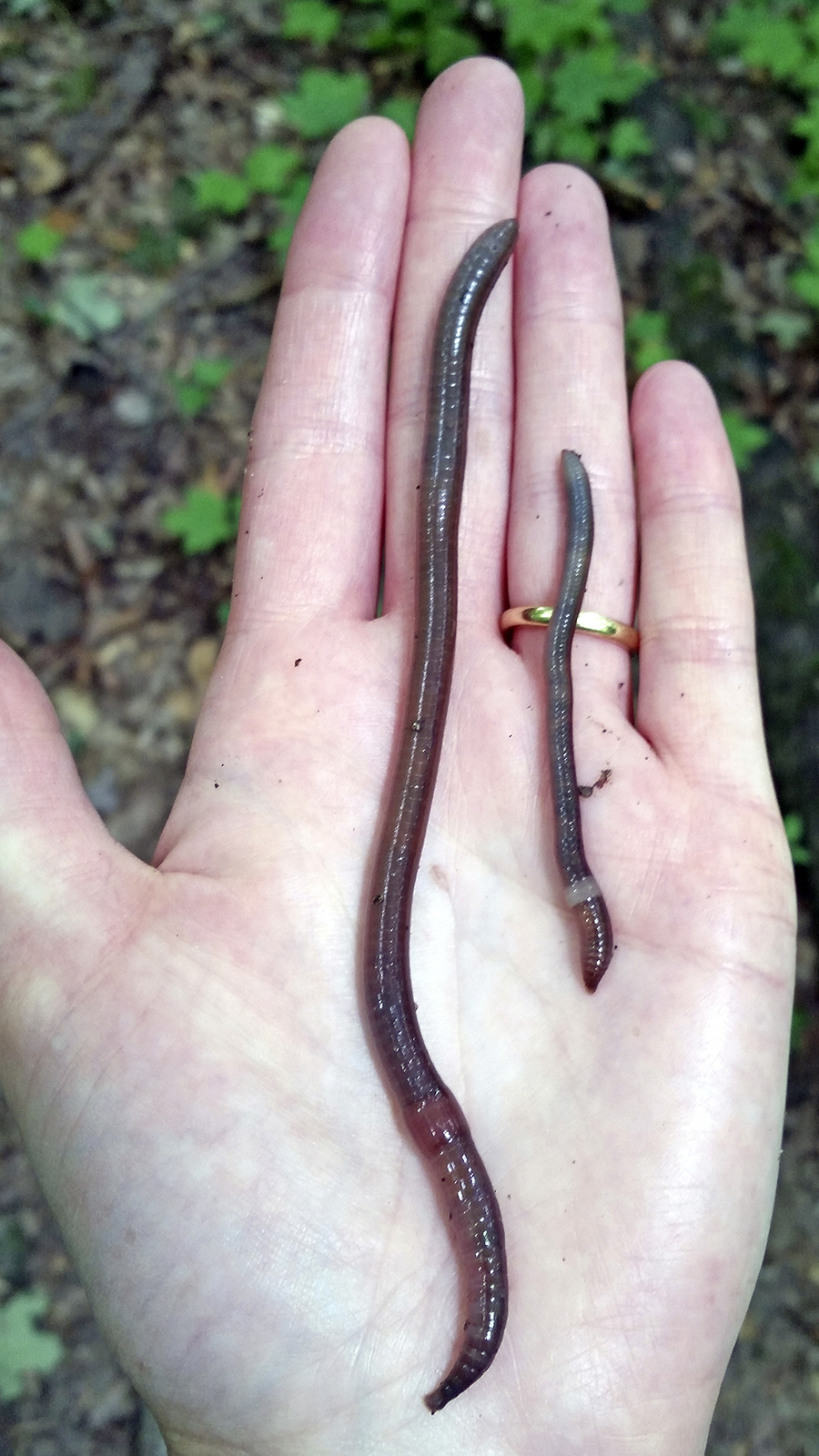 A hand holds two jumping worms of different sizes