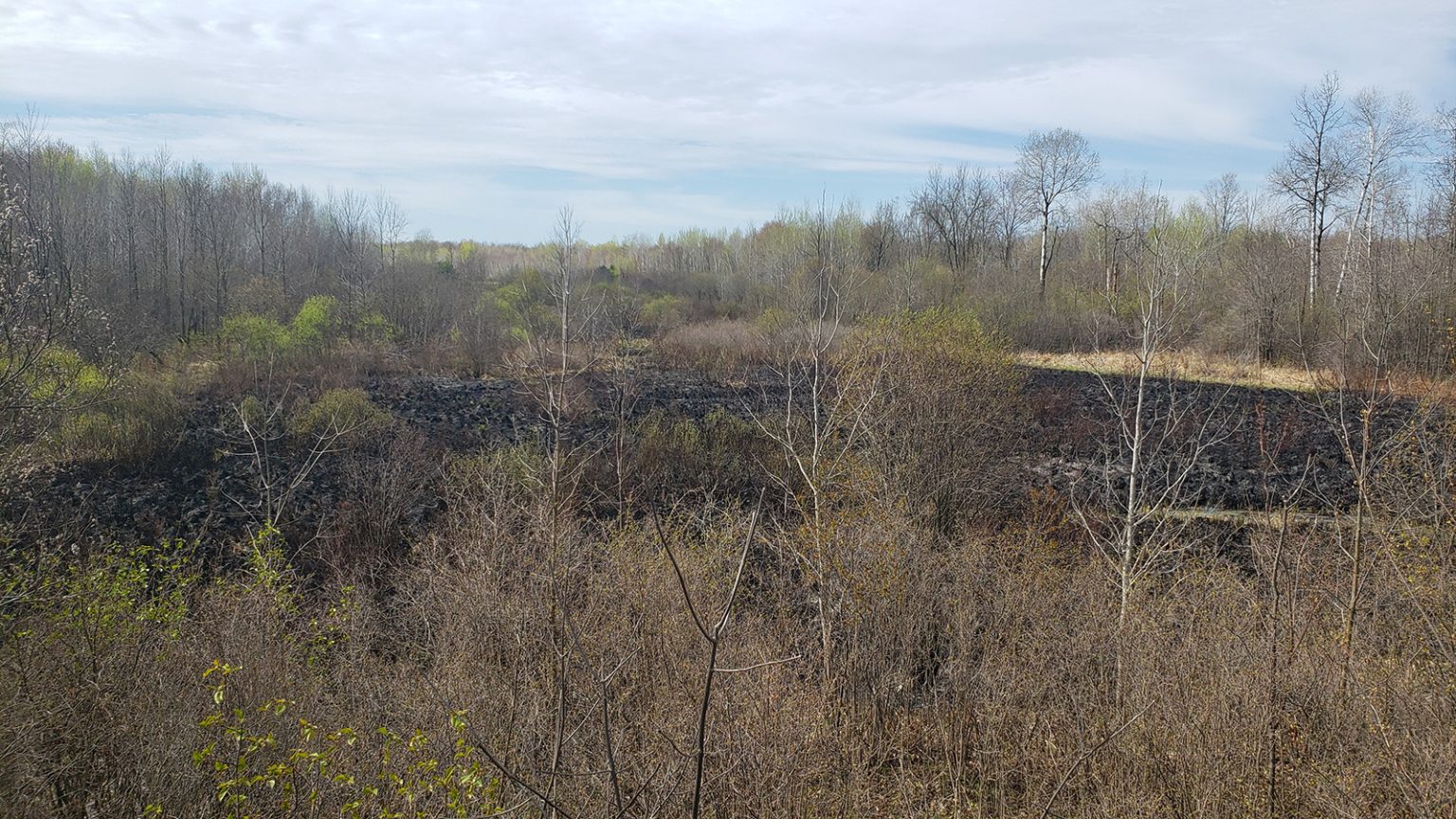 Scorched vegetation from a prescribed burn surrounded by unburned areas