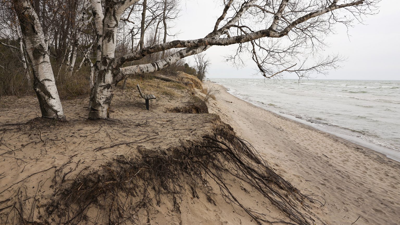 Park bench overlooking lakeshore and eroding sand beach with exposed roots