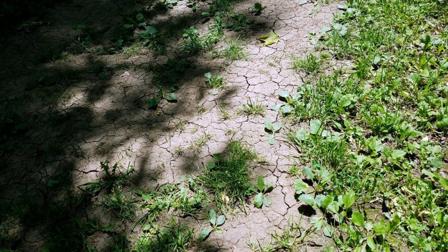 Cracks in dry soil on footpath surrounded by green grass and weeds