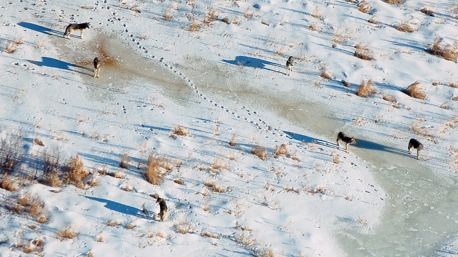 Six gray wolves stand on snow-covered and frozen wetlands