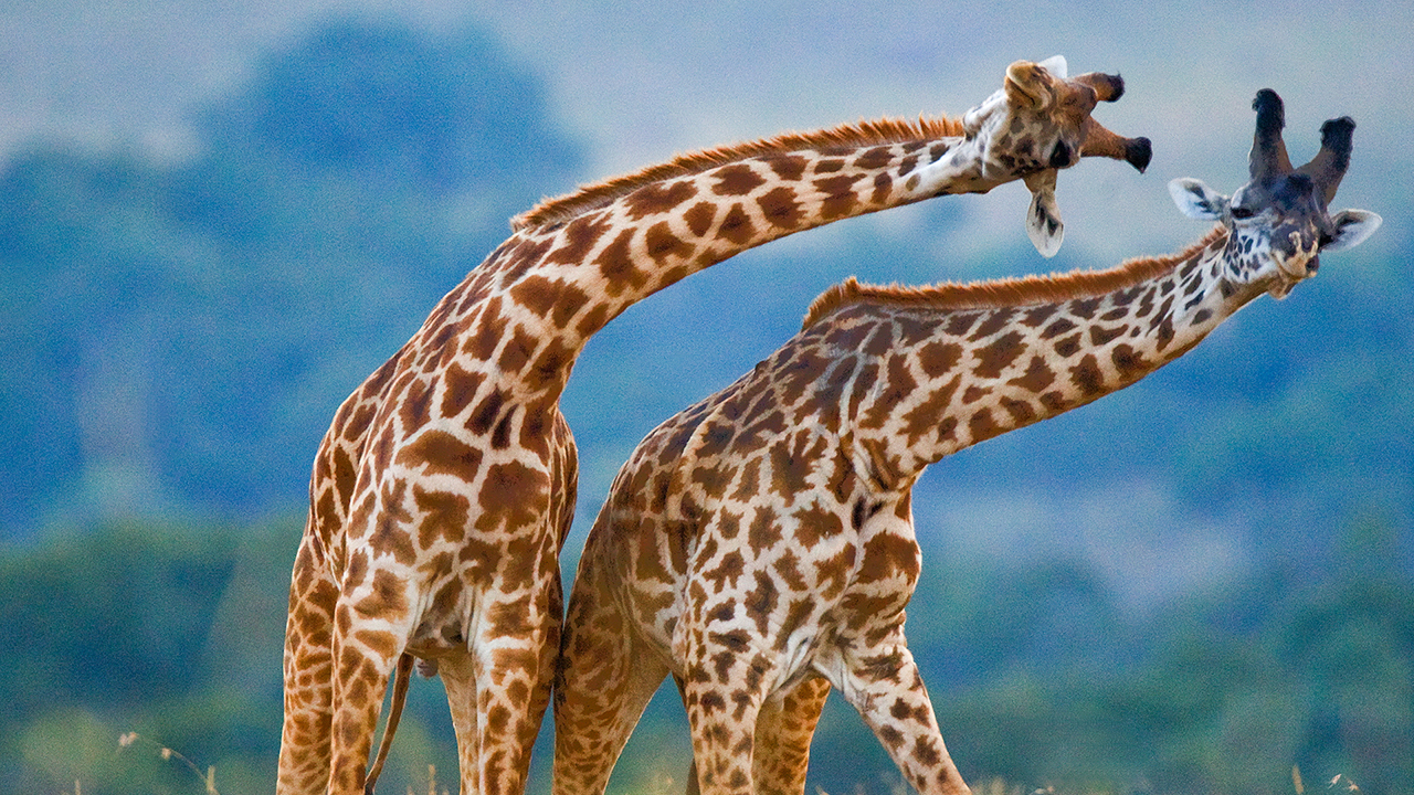 Two giraffes take part in ritualised dual.