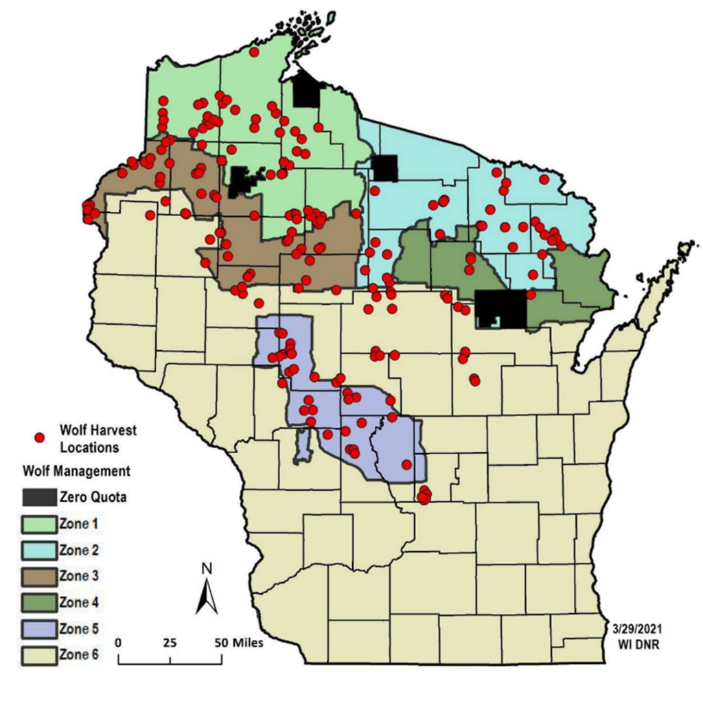 How Wisconsin's Wolf Hunt Quotas May Prompt Federal Review