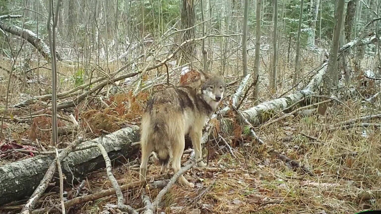 A wolf stands in forest undergrowth with light snow covering.