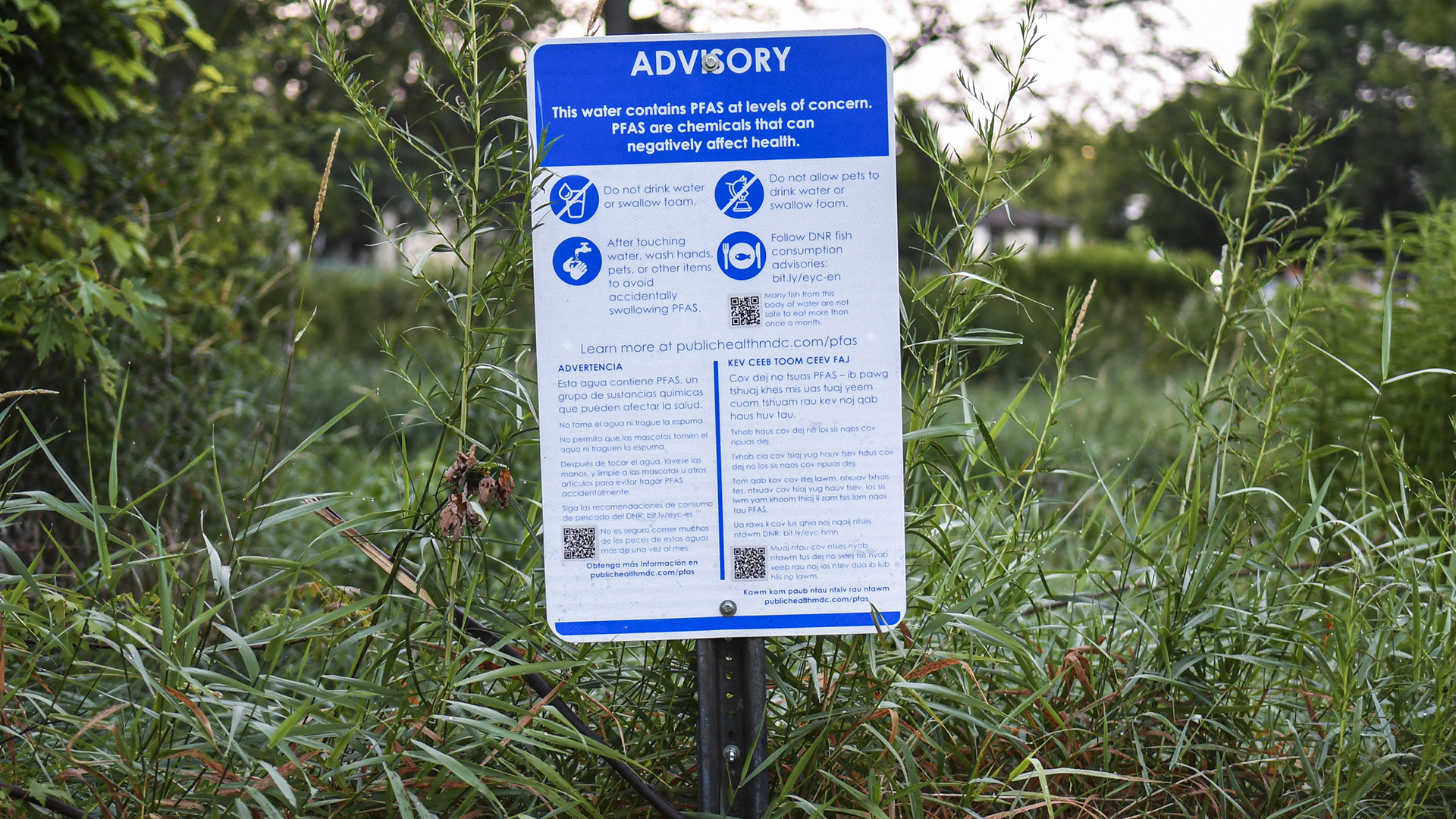 An advisory sign warning about PFAS stands in the midst of foliage on the edge of a creek.
