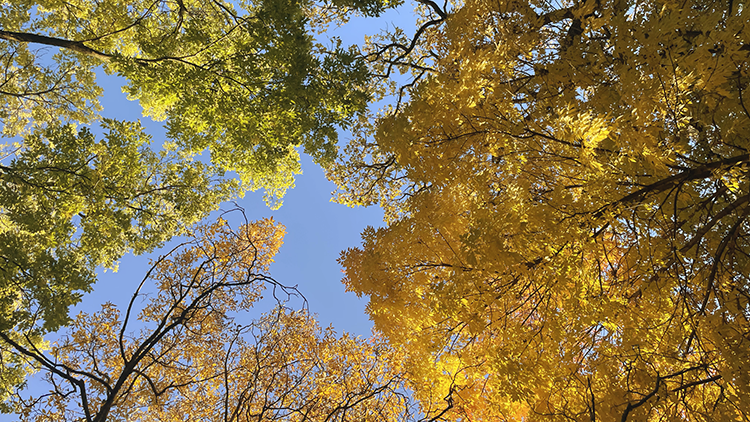 fall leaves on trees