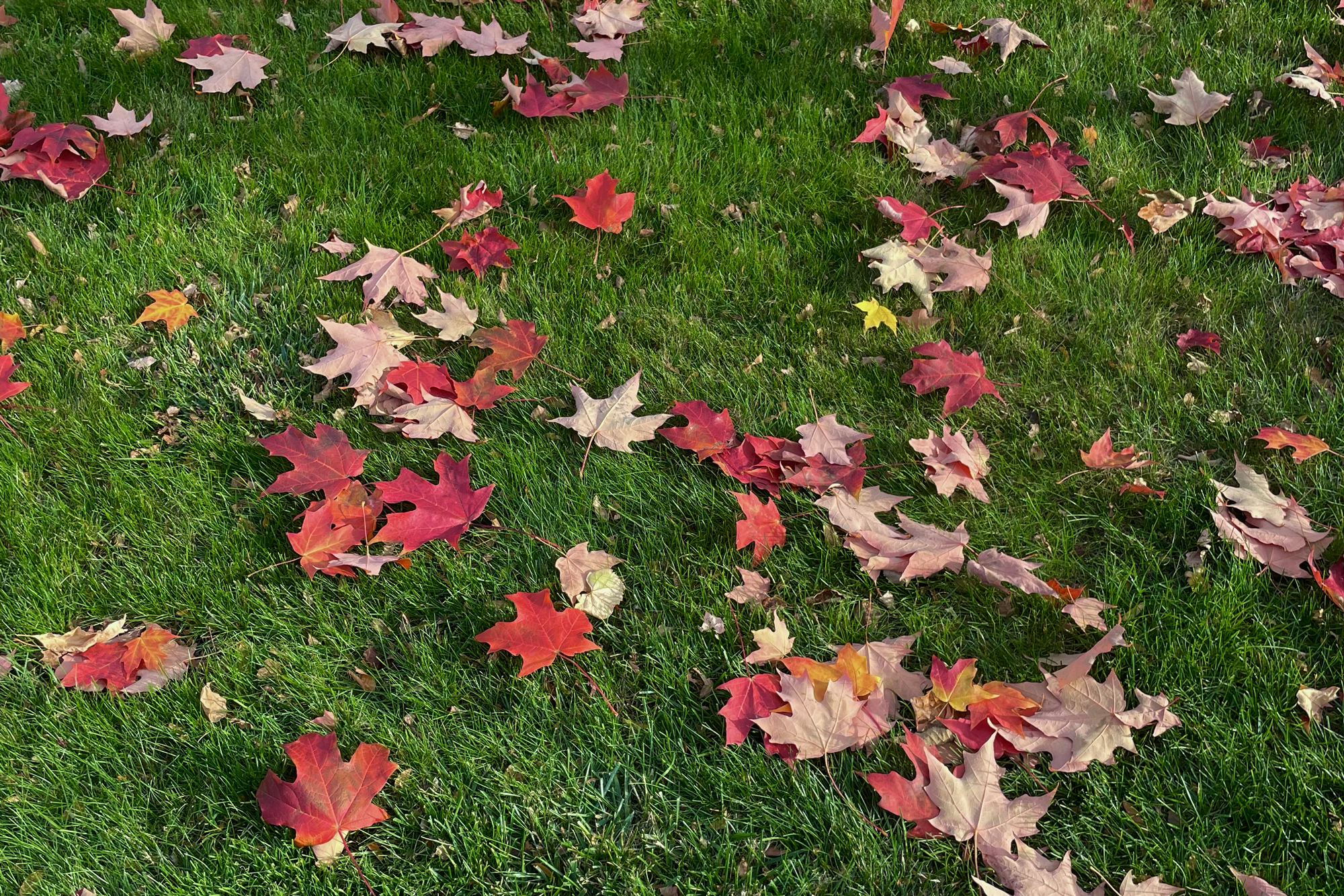 photo of a grass lawn with red fall leaves 