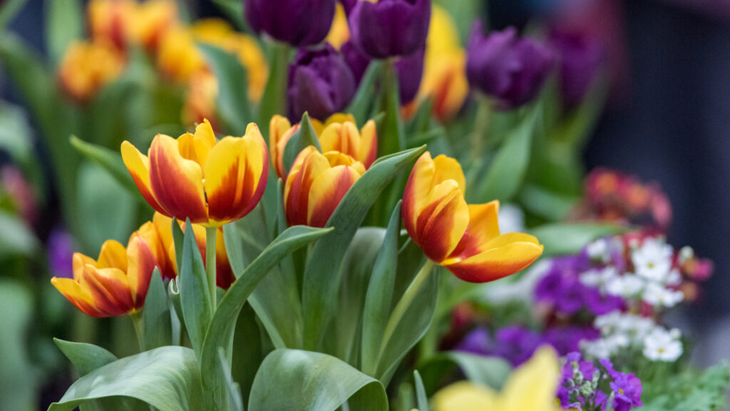 A close up shot of blooming tulips