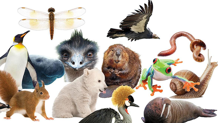 A photo collage of a variety of animals, reptiles and insects