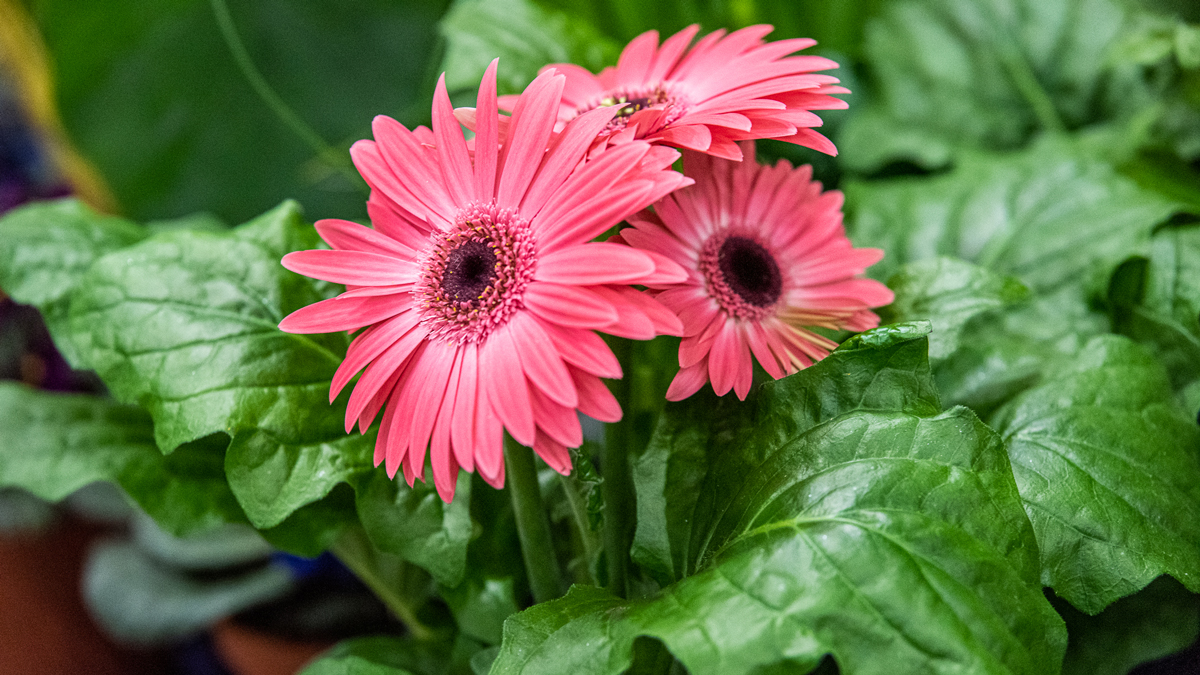 Close up of pink daisies