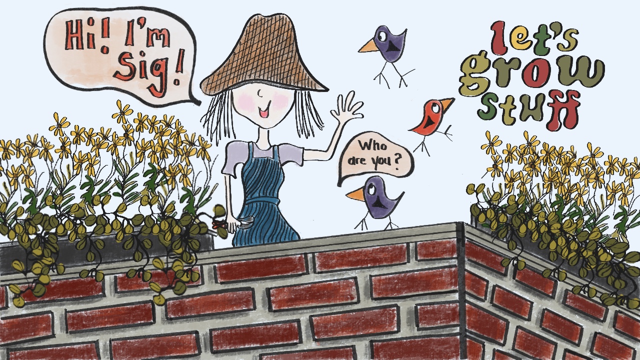 A comic illustration of Sigrid wearing a straw hat on her balcony, showing filled planters on the ledges and three birds