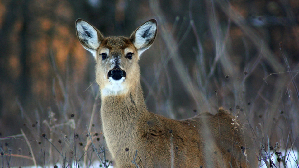 A white-tailed deer doe standing in lightly wooded area, looking at the camera.