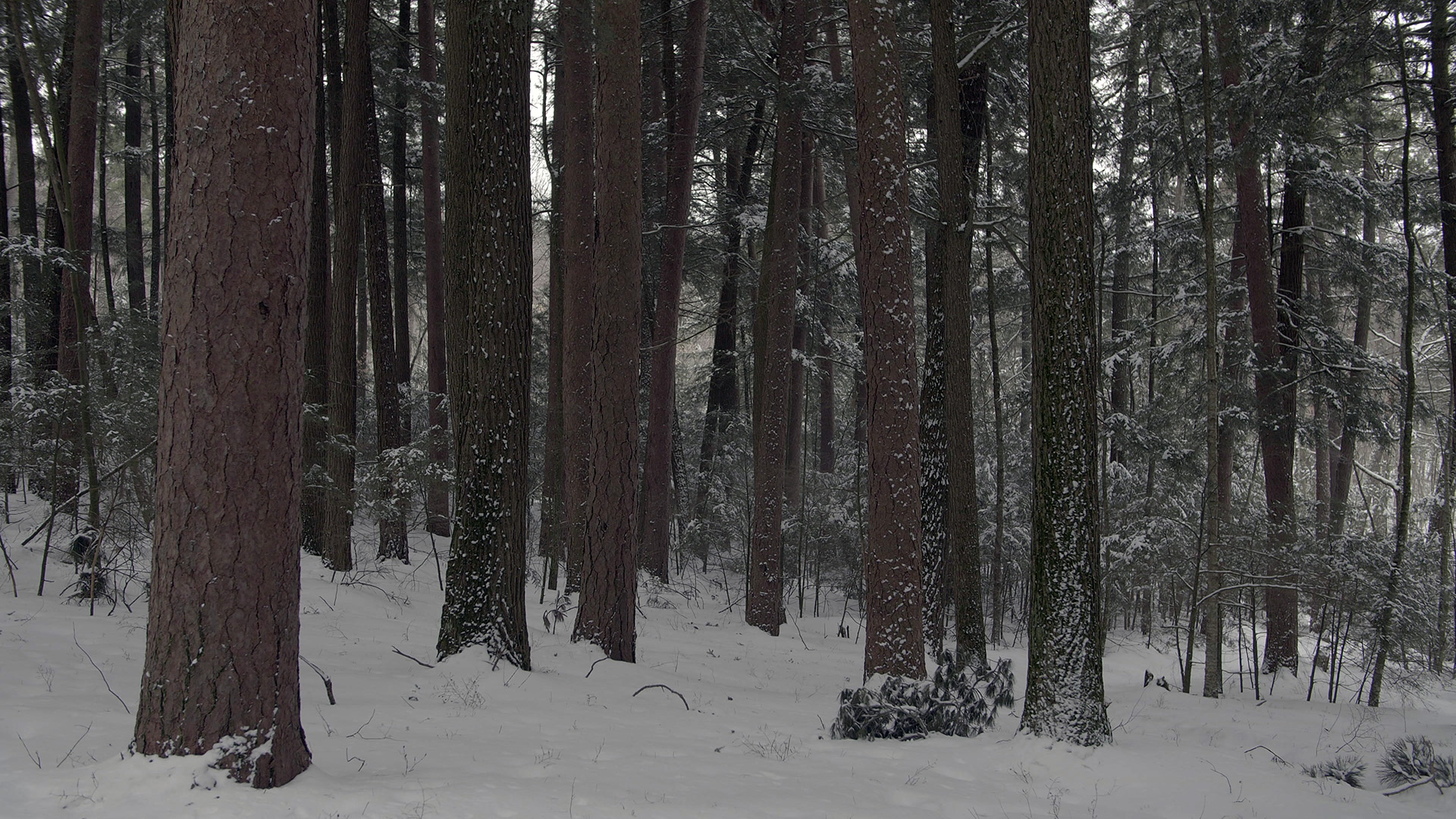 A dense stand of pine trees with snow speckled trunks stands in a wintry landscape.