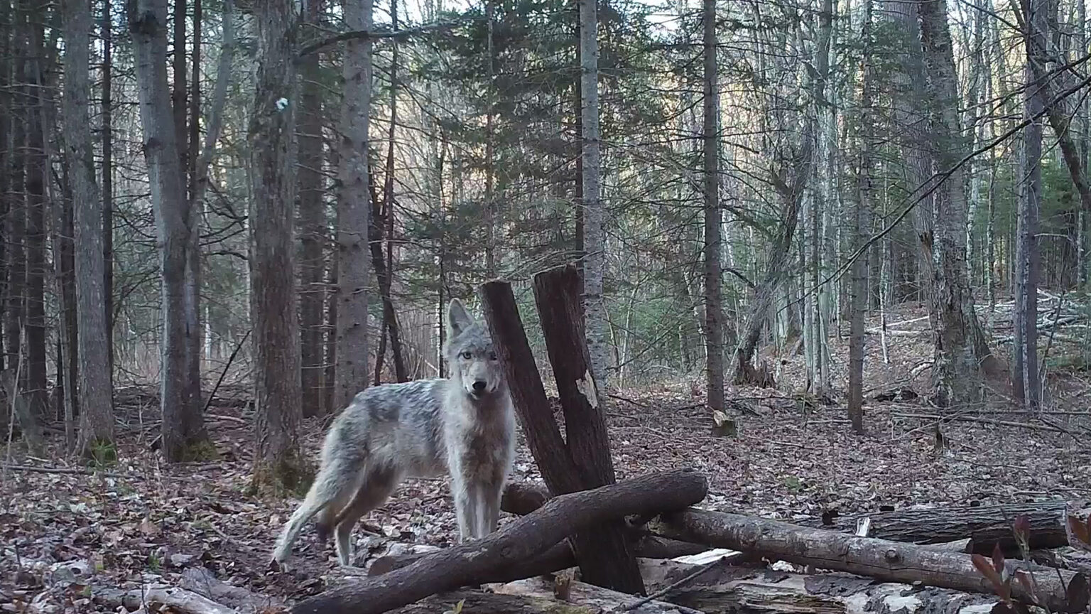 A wolf stands near logs piled in a leaf-covered forest clearing.