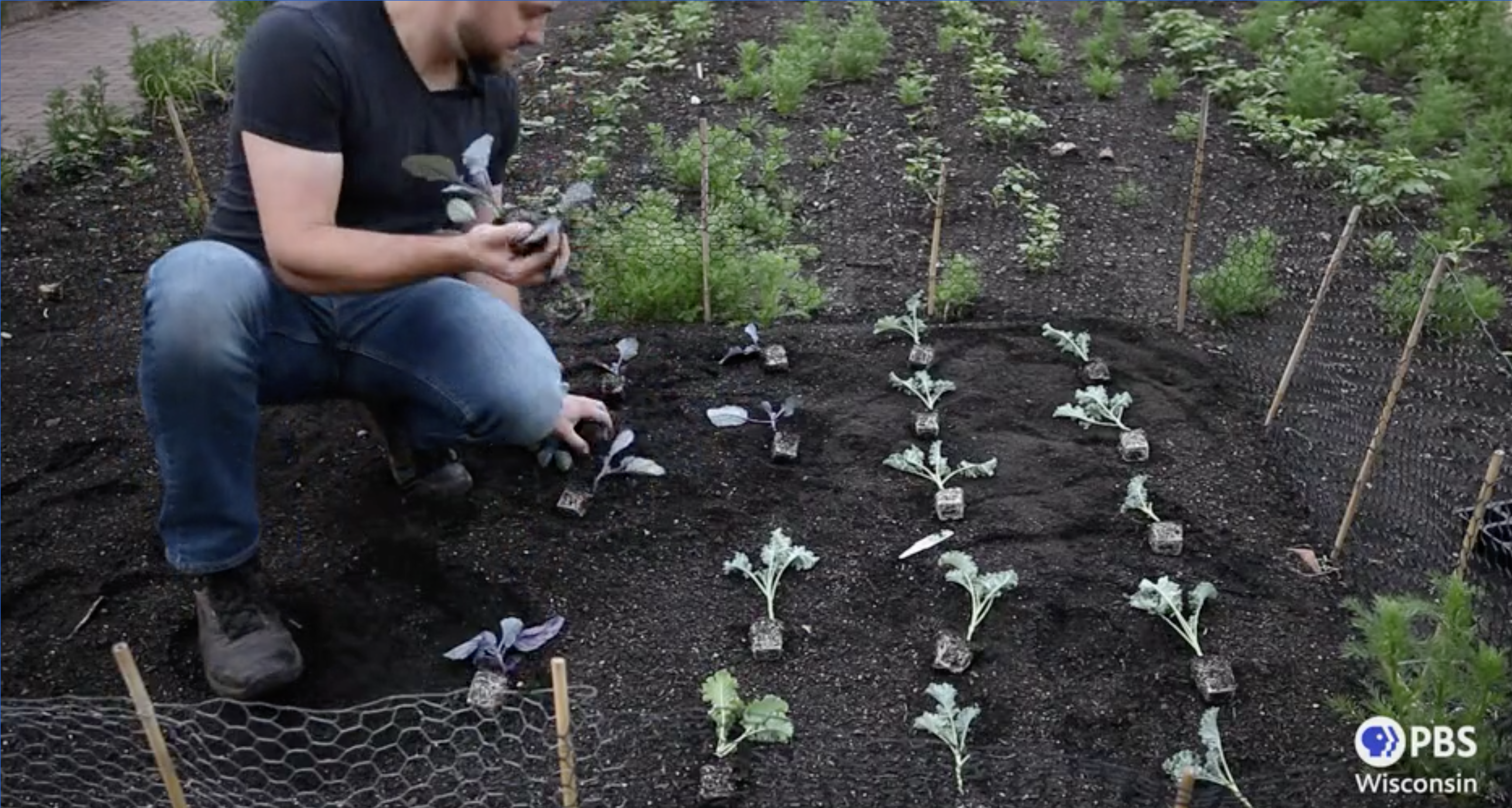 man kneeling in garden with plant starts of kale and cabbage