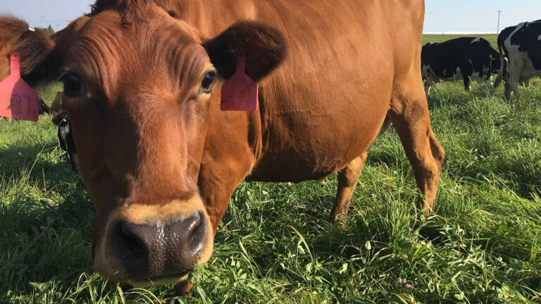 A brown cow with ear tags standing in a grass field with other cows in the background looks into the camera.