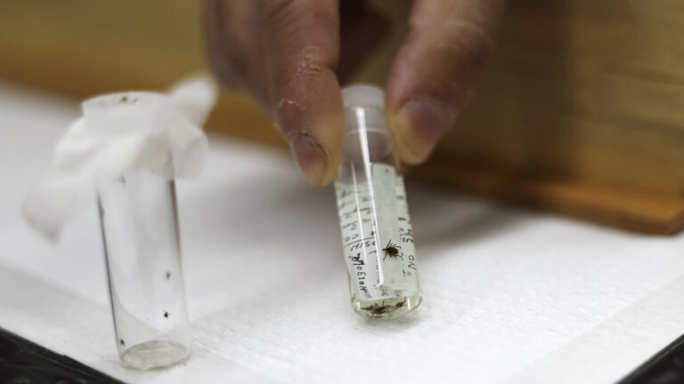 A hand holds a vial displaying a preserved adult black-legged tick.