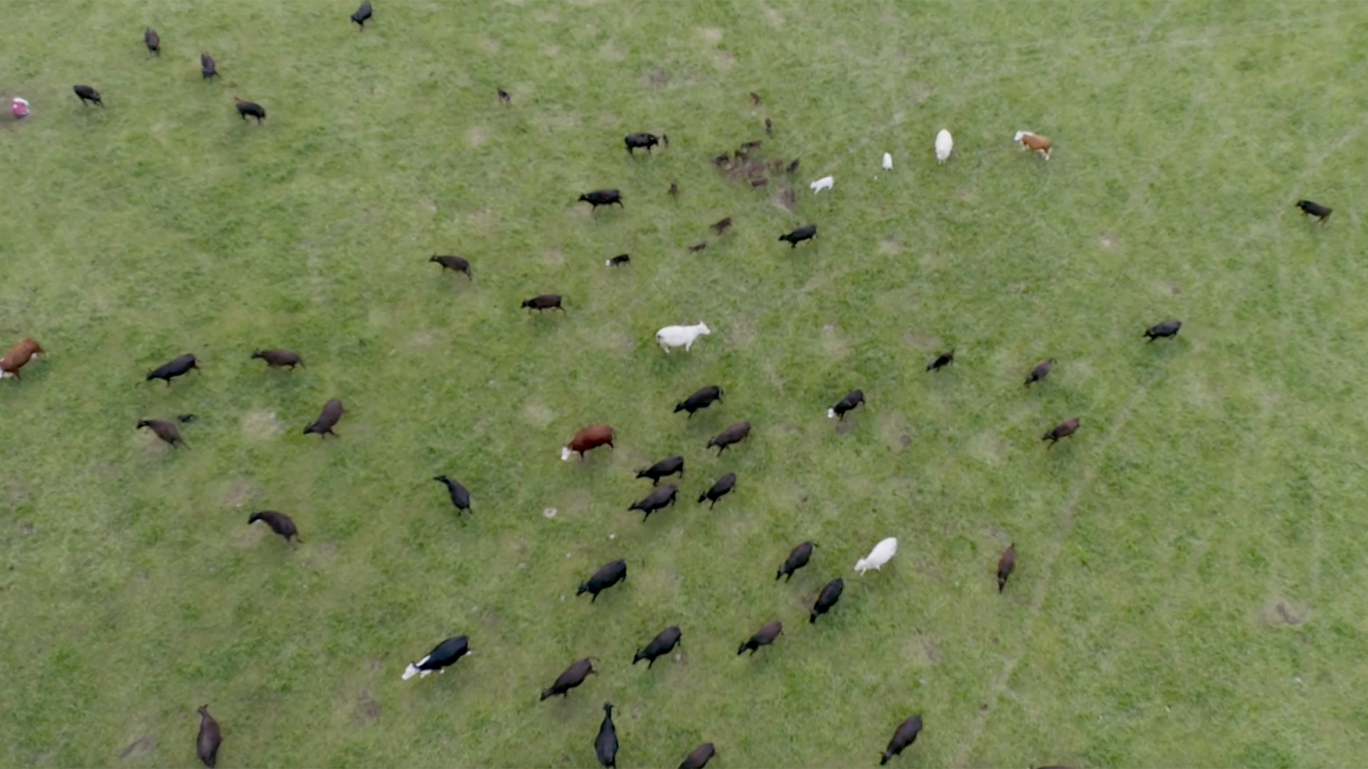 'Wisconsin Foodie' host Luke Zahm visits Drath Wagyu Farm, Rare