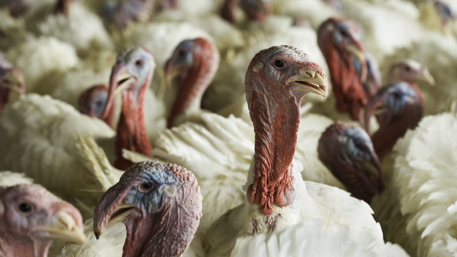 A close-up image shows several turkeys huddled together in a flock.