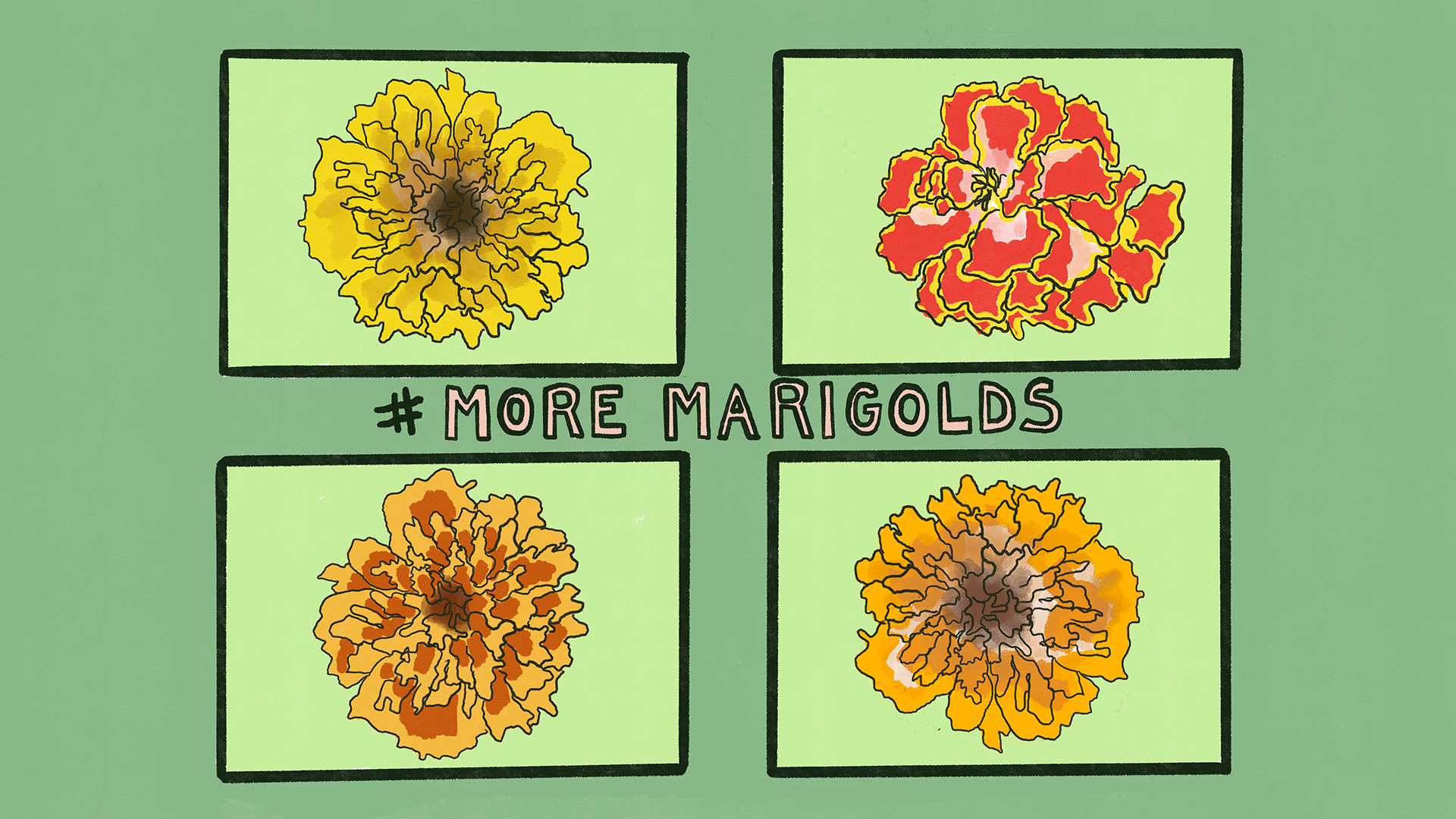 An illustration of four different varieties of marigolds