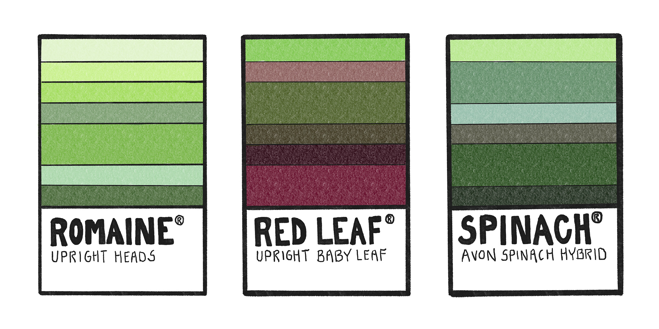 A colorful illustration of three Pantone-style color swatches showing the difference colors found in varieties of lettuce