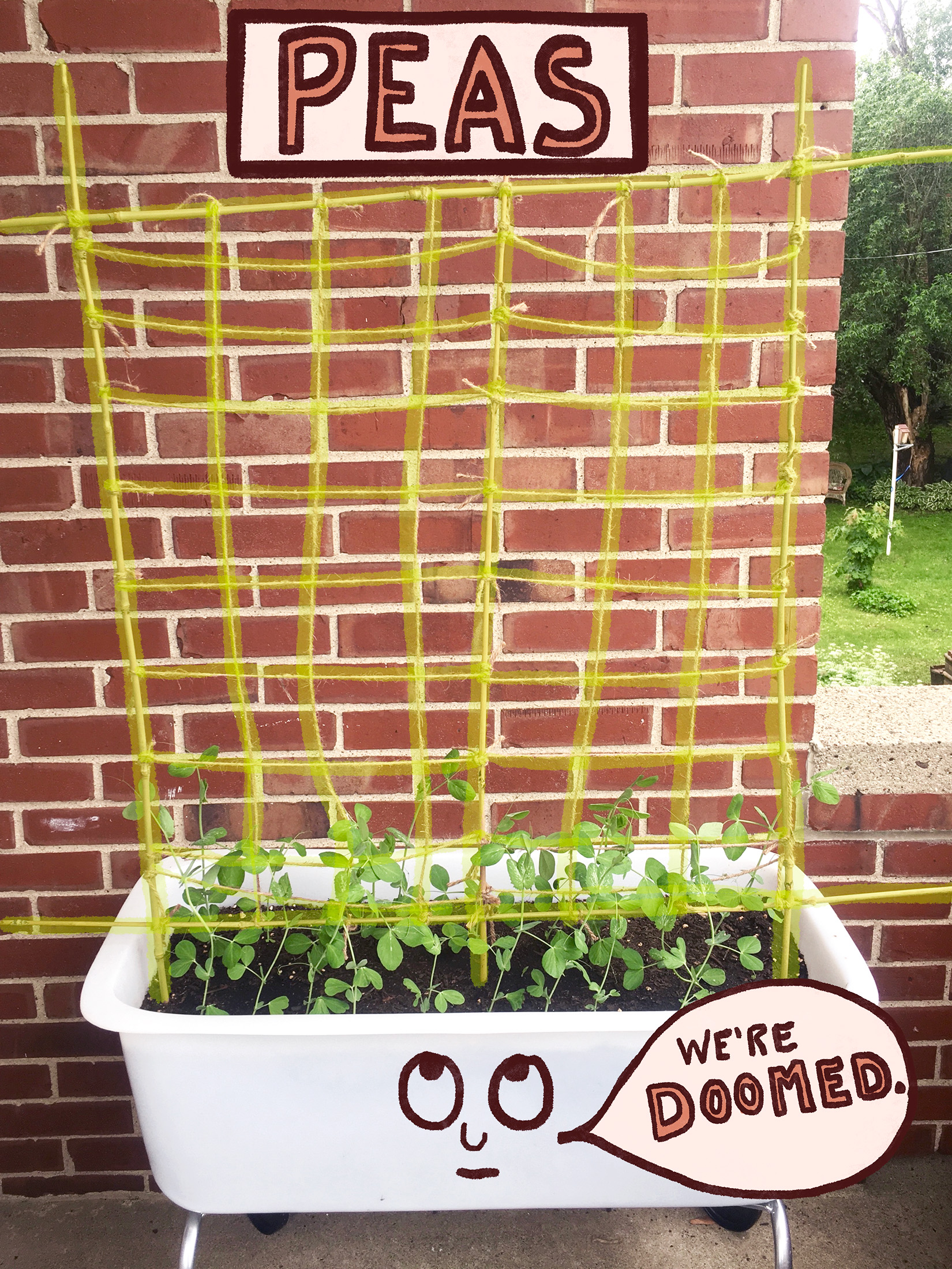 A planter of pea seedlings with cartoon overlay of an animated face saying "We're doomed."