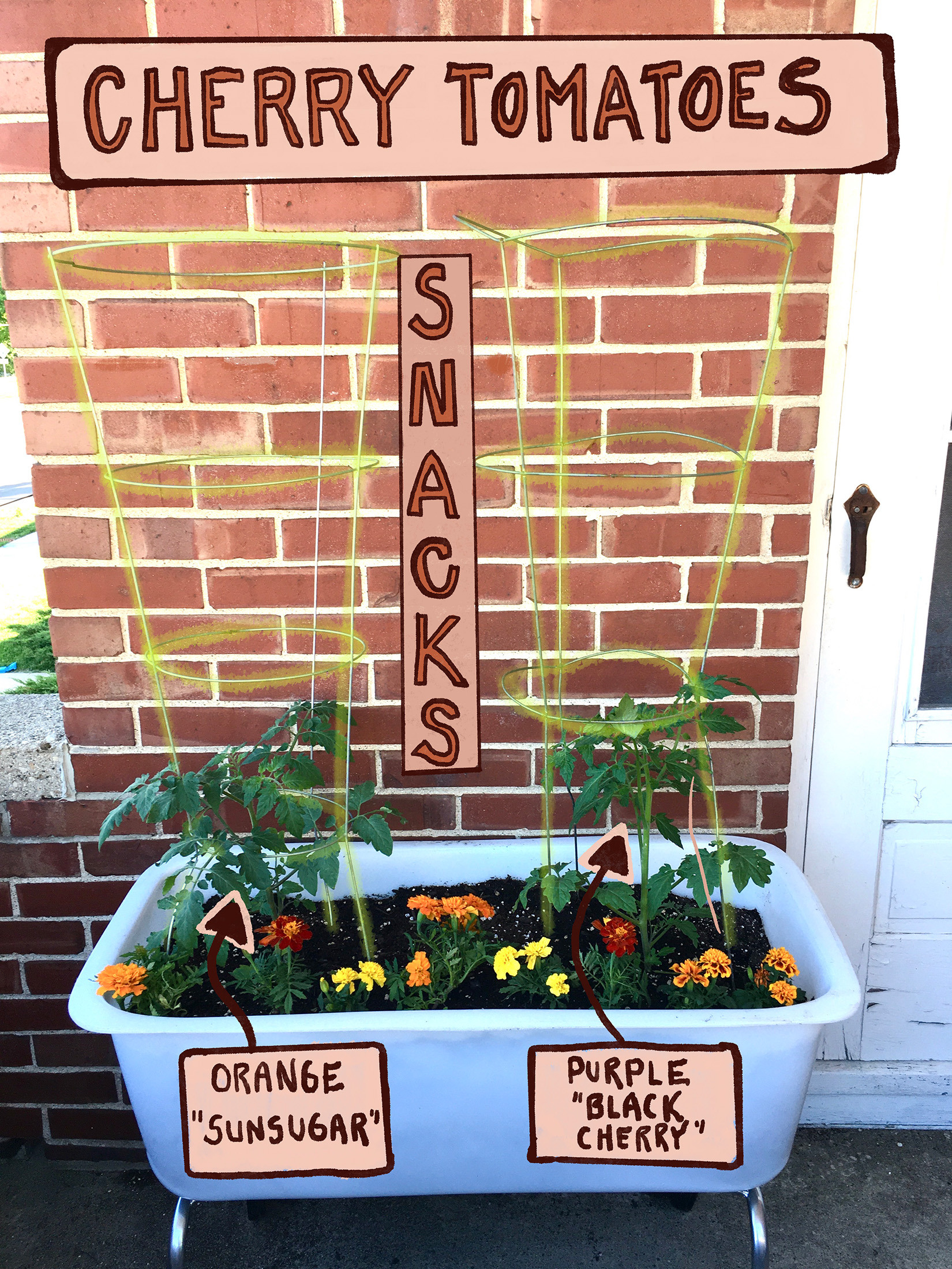 A planter sits against a brick wall growing two small tomato transplants with cages over them, and surrounded by marigolds