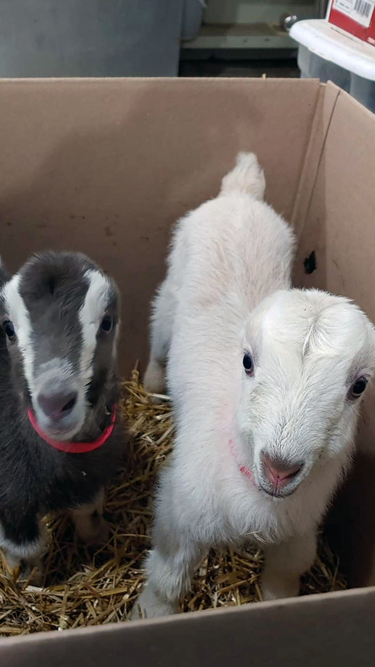 Two dairy goat kids stand in a box filled with hay bedding and look toward the photographer.