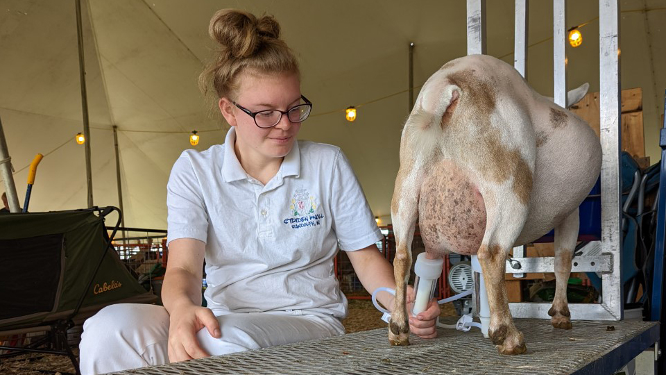 osie Stringfield milks a goat standing on a table and restrained in a head stock inside a large tent.