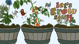 Let’s Grow Stuff: Feasts, failures and futures of Sig’s balcony garden