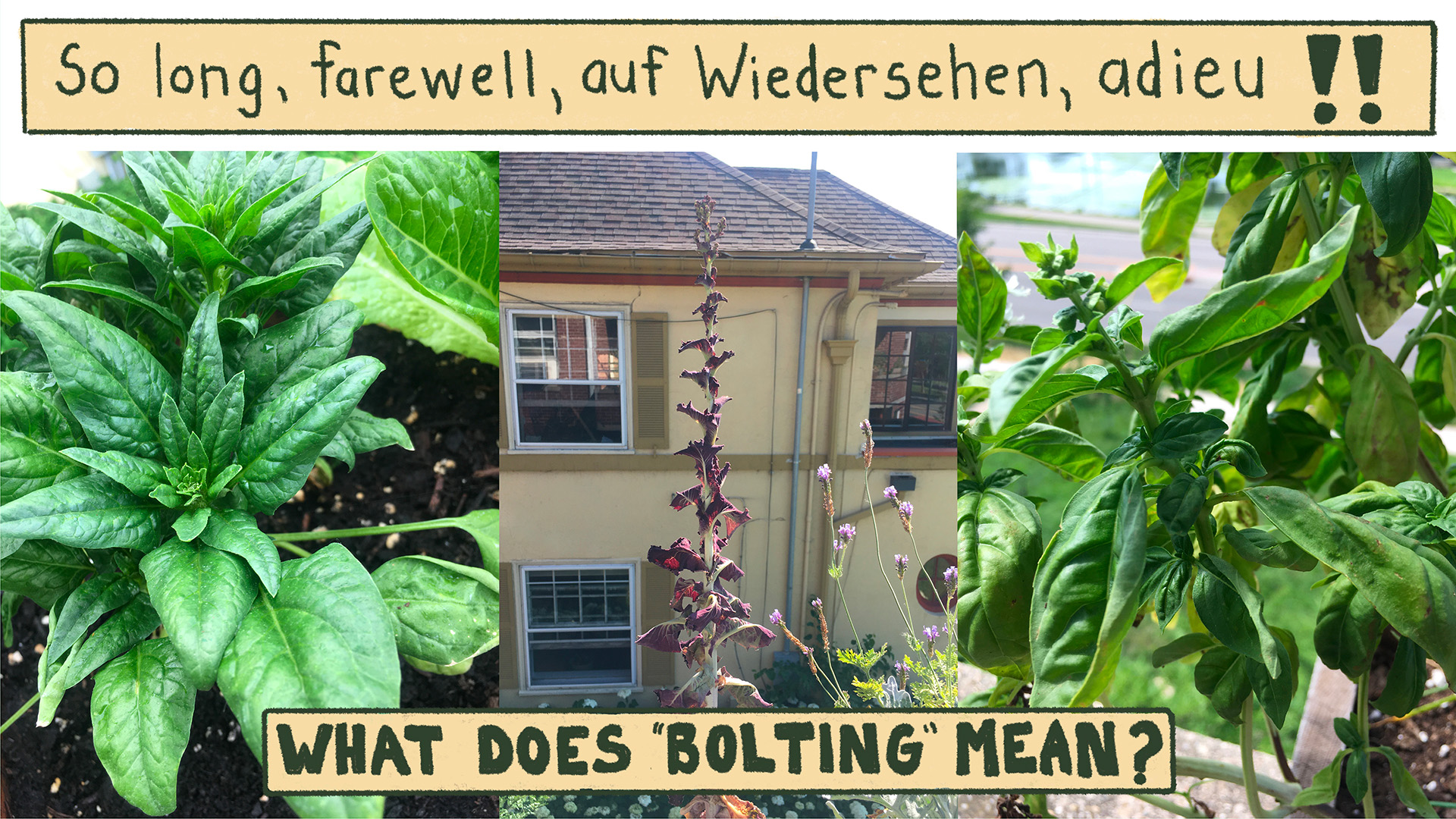 A photo collage of spinach and lettuce plants bolting
