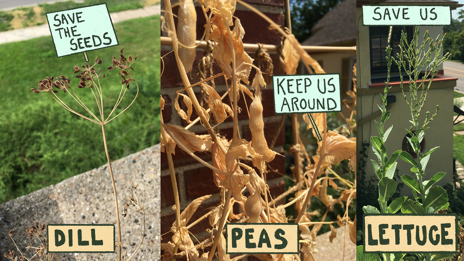 A collage of photographs of dill, snap peas and lettuce that have gone to seed