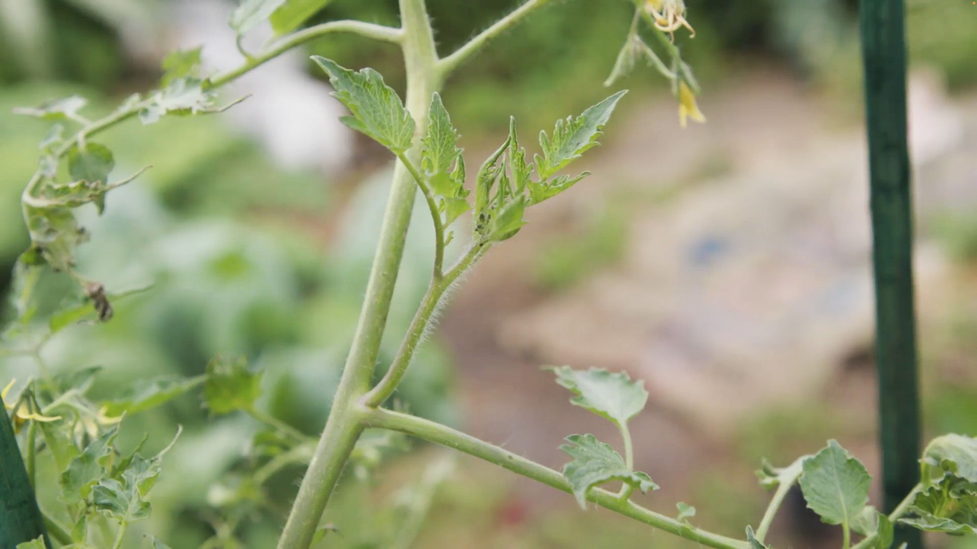 Let's Grow Stuff - Pruning Your Tomatoes